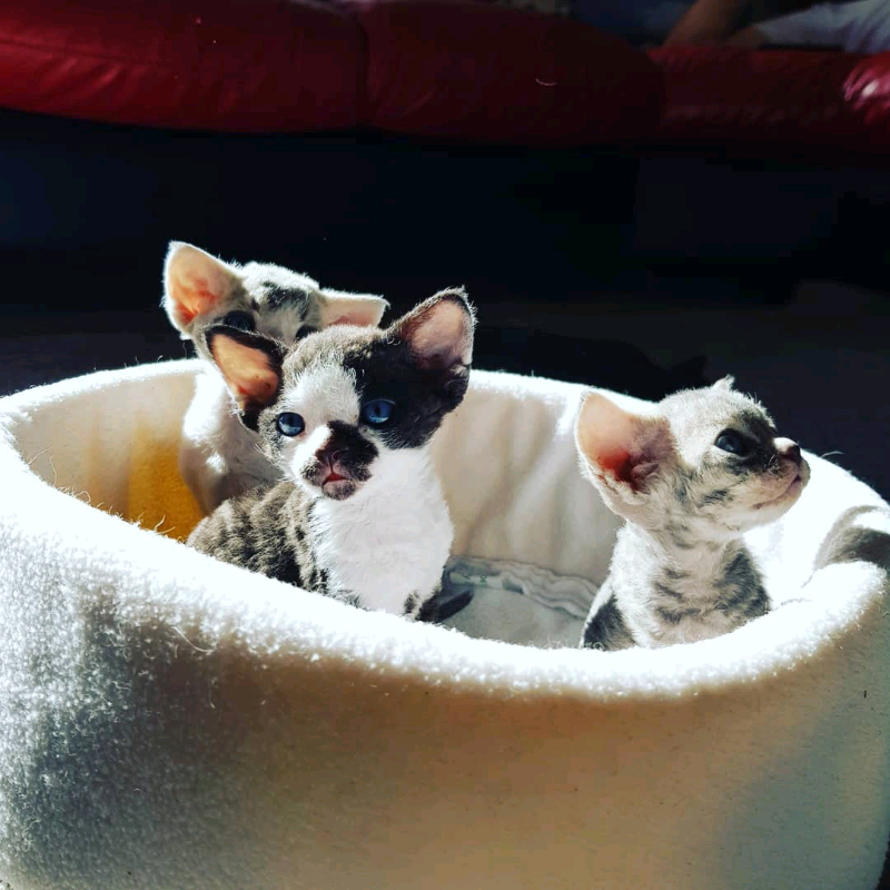 devon rex gumtree